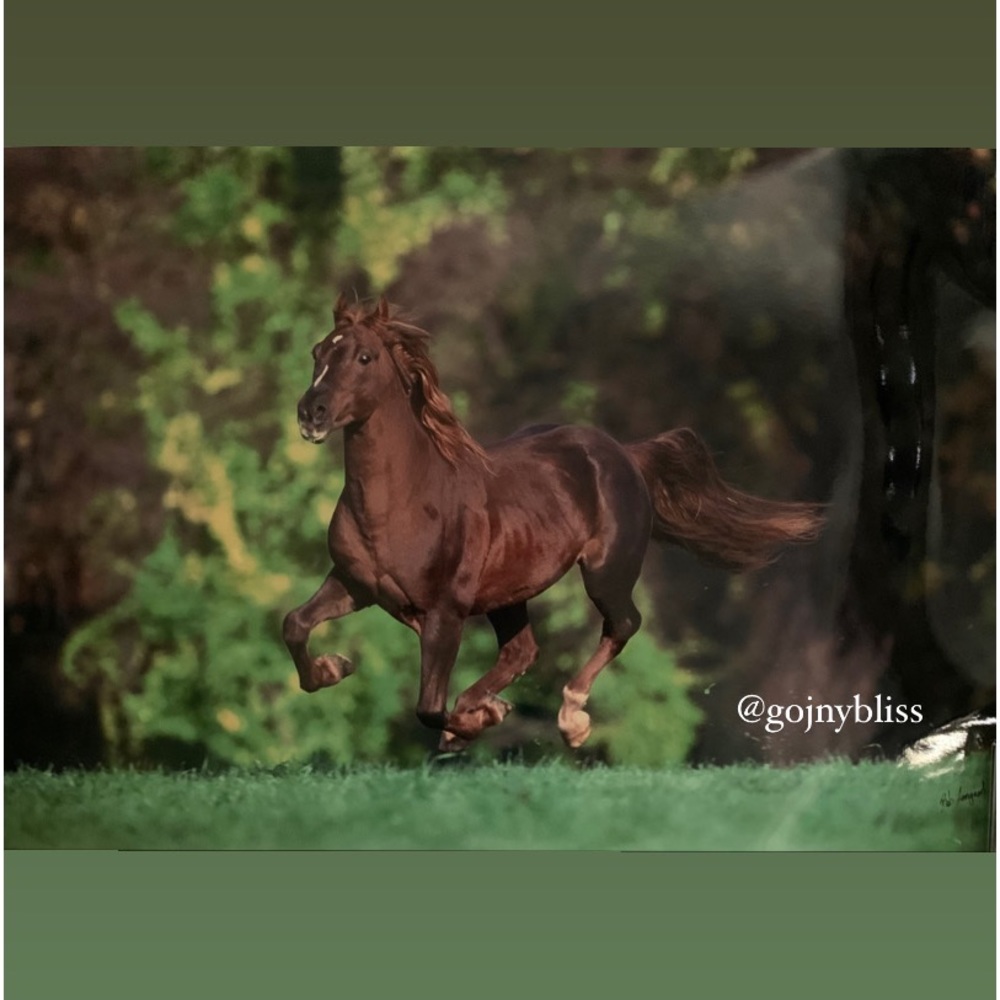 Brown Horse Glossy Photo for Wall Art 20" x 30" (Photographer: Bob Langrish)